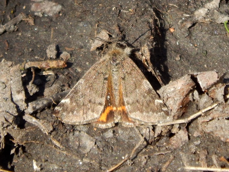 Falena da identificare - Boudinotiana notha